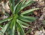 Allium burdickii image