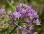 Allium unifolium image