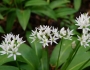 Allium ursinum image