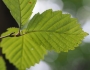 Alniaria japonica image