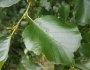 Alnus glutinosa image