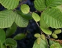 Alnus hirsuta image