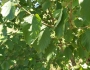 Alnus incana image