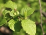 Alnus incana subsp. rugosa image