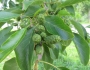 Alnus japonica image
