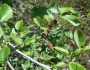 Alnus rhombifolia image