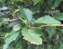 Alnus rubra image