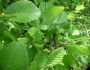 Alnus serrulata image