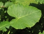 Alocasia odora image