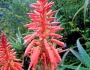 Aloe arborescens image