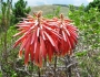 Aloe brevifolia image