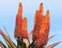 Aloe ferox image