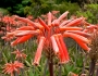 Aloe maculata image