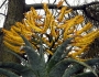 Aloe marlothii image