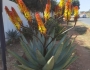 Aloe spectabilis image