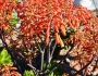 Aloe striata image