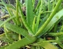 Aloe vera image