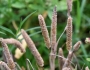 Alopecurus aequalis image