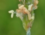Alopecurus geniculatus image