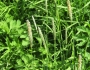 Alopecurus pratensis image