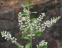 Aloysia gratissima image