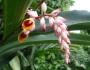 Alpinia zerumbet image