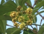 Alstonia scholaris image