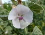 Althaea officinalis image