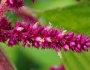 Amaranthus cruentus image