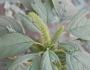 Amaranthus palmeri image