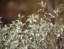 Ambrosia deltoidea image