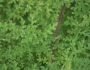 Ambrosia hispida image