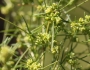 Ambrosia monogyra image