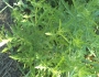 Ambrosia psilostachya image