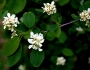 Amelanchier alnifolia image