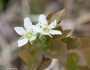 Amelanchier bartramiana image