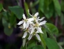 Amelanchier canadensis image