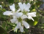 Amelanchier interior image