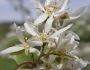 Amelanchier sanguinea image