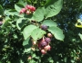 Amelanchier spicata image