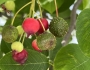 Amelanchier stolonifera image