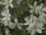 Amelanchier utahensis image
