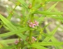 Ammannia coccinea image