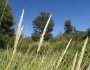 Ammophila arenaria image
