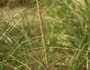 Ammophila breviligulata image