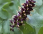 Amorpha californica image