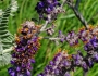 Amorpha canescens image