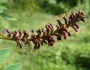 Amorpha fruticosa image
