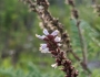 Amorpha herbacea image