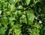 Ampelopsis cordata image